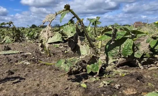 Schade door storm Hoevewinkel 't Hertsveld