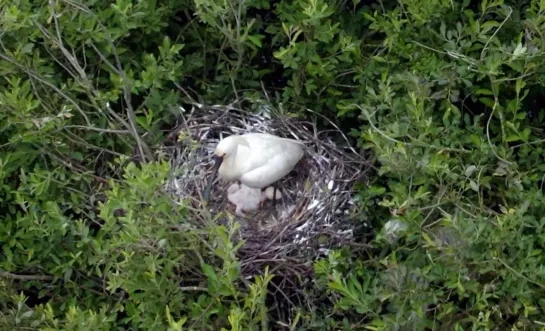 Lepelaars in natuurgebied De Zegge Geel