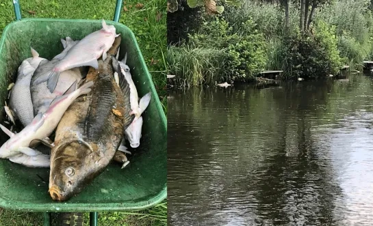 dode vissen zuurstoftekort mannenwiel bornem de snoekjagers