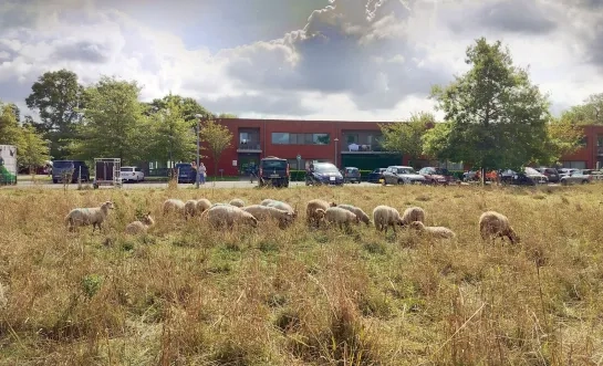 Schapen aan WZC Bosbeekhof Sint-Katelijne-Waver