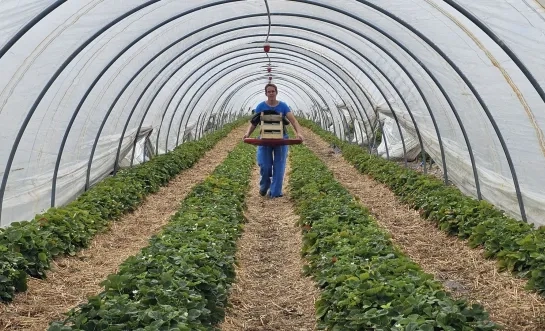 Aardbeien Op het Veld Bevel