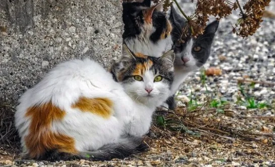 Mechelen kan volgens GAIA nog meer doen voor de zwerfkattenpopulatie in de stad