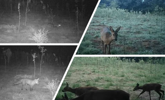 wildcamera De Averegten bos Heist-op-den-Berg