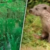 In de Calievallei in Tielen zijn weer otters gespot