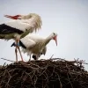 Ooievaars ZOO Planckendael jongen 