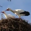 Ooievaars terug in Planckendael