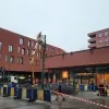 moeraseik Brepolsplein Turnhout zieke boom