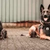 honden politie regio Turnhout 