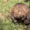 18022025_bever vrij