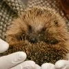 gewonde egel rechtenvrije stockfoto