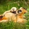 ZOO Planckendael witwanggibbon Mechelen Muizen