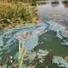 blauwalg foto gemeente balen.