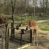 giraf_planckendael.jpg