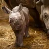 neushoornbaby