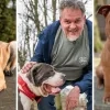 Extra adopties dankzij adopteereendier.be
