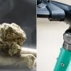 cannabis step drugsvangst cannabis step drugsvangst