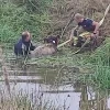 Brandweerzone Rivierenland redt kalfje uit water Brandweerzone Rivierenland redt kalfje uit water