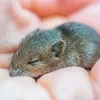 Algemene foto van een muis Algemene foto van een muis