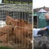 Jan Kiek stopt met kippenverkoop op Herentalse markt Jan Kiek stopt met kippenverkoop op Herentalse markt