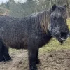 dutske shetlandpony De Liereman dutske shetlandpony De Liereman