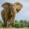 Kariba verhuist naar Portugal