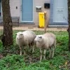 Schapenbegrazing Berlaar