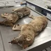 Wolvin die werd doodgereden in Geel