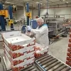 Coöperatie Hoogstraten fabriek
