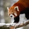Zoo Planckendael rode panda in de sneeuw