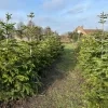 Kerstbomen terug in pension
