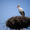 Eerste ooievaars keren terug naar ZOO Planckendael