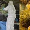 Cannabisplantage ontmanteld in Heindonk