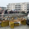 Dierenmarkt in Mol