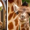 zoo planckendael 