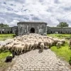 schapen arriveren Kessel Fort 