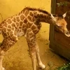 Babygiraf Zoo Planckendael