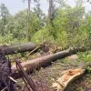Bomen omgevallen bos