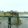 Ponyheide Leest onweer windhoos pony paard Mechelen