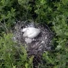 Lepelaars in natuurgebied De Zegge Geel