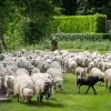 Schapen