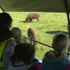 Nijlense leerlingen op bezoek bij bizonboerderij 't Gewat