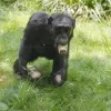 Chimpansee in ZOO Antwerpen