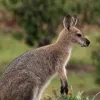 wallaby algemeen