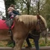 Belgische trekpaarden stonden centraal op de jaarmarkt van WIllebroek