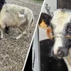 verwaarloosde koe en schaap