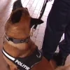 politie hond archief RTV